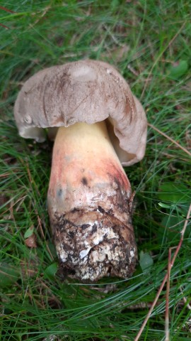 Caloboletus calopus