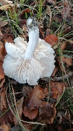 Tricholoma columbetta