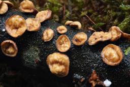Encoelia glaberrima
