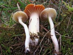 Cuphophyllus pratensis