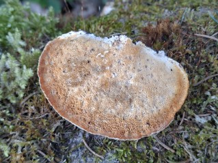 Trametes suaveolens
