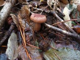 Lactarius quietus