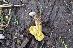 Tricholoma sulphureum