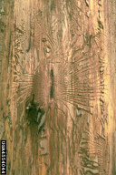 Scolytus scolytus
