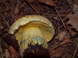 Imperator torosus
