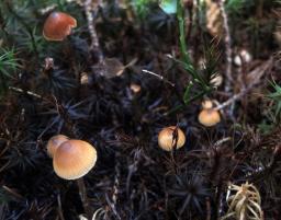 Sagaranella tylicolor