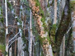 Stereum rugosum