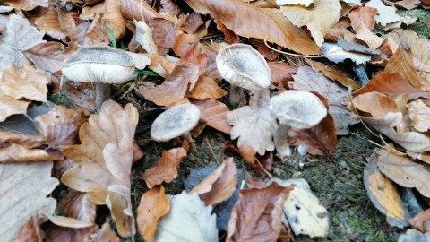 Tricholoma terreum