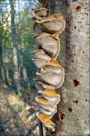 Xanthoporia radiata