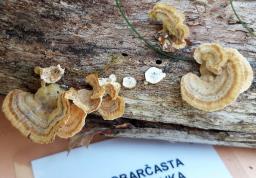 Trametes ochracea