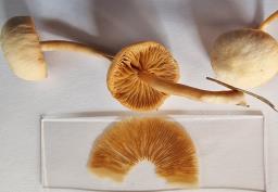Tubaria furfuracea