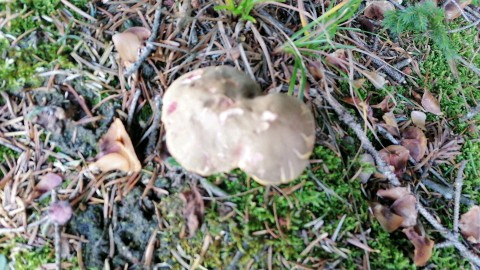 Xerocomellus chrysenteron