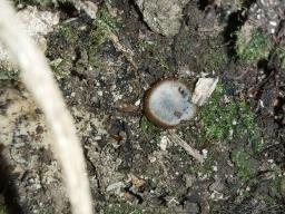 Humaria hemisphaerica