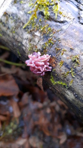 Ascocoryne sarcoides