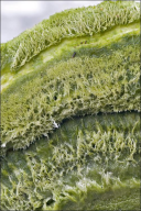 Trametes hirsuta
