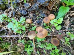 Callistosporium luteo-olivaceum