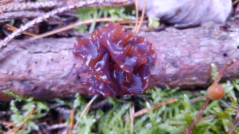 Phaeotremella foliacea