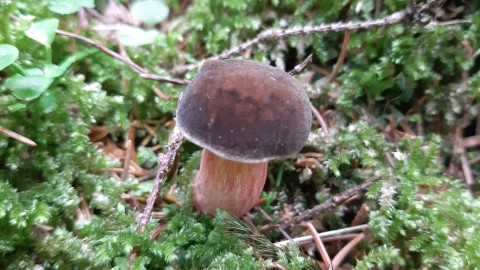 Xerocomellus chrysenteron