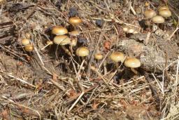 Deconica merdaria