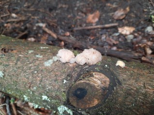 Naematelia encephala