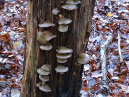 Sarcomyxa serotina