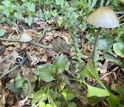Panaeolus papilionaceus
