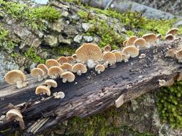 Panellus stipticus