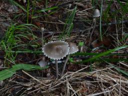 Panaeolus papilionaceus