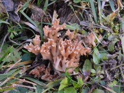 Clavulinopsis umbrinella