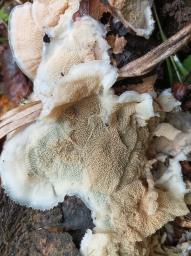 Phlebia tremellosa