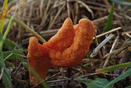 Cordyceps militaris