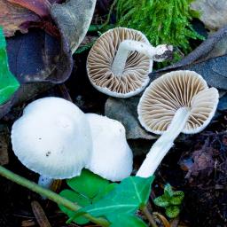 Inocybe geophylla