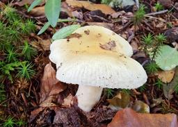 Russula fellea
