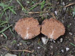 Gautieria morchelliformis
