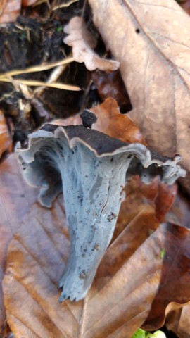 Craterellus cornucopioides