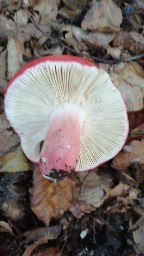 Russula rosea