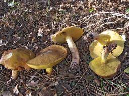 Suillus collinitus