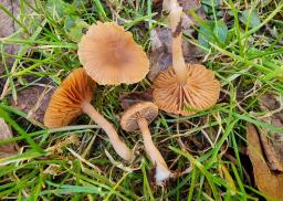 Tubaria furfuracea