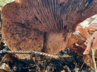 Tricholoma colossus