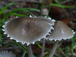 Panaeolus papilionaceus
