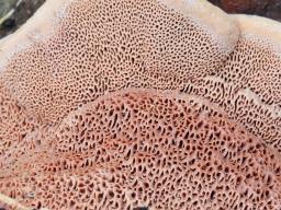 Hapalopilus nidulans