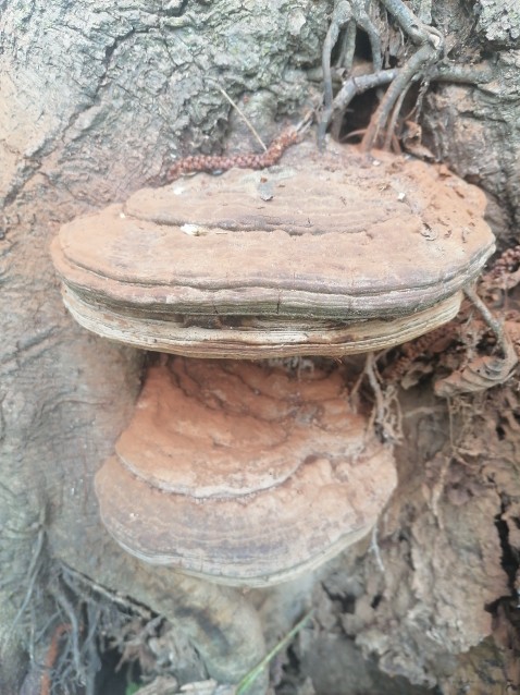 Ganoderma adspersum