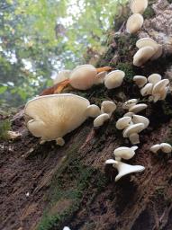Pleurocybella porrigens