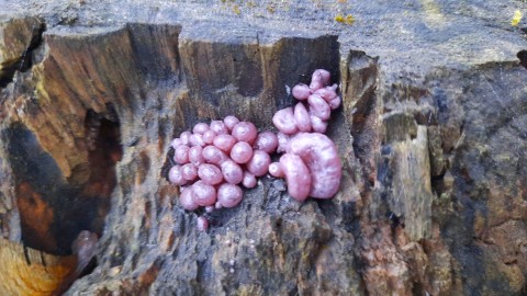 Ascocoryne sarcoides