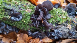 Exidia glandulosa