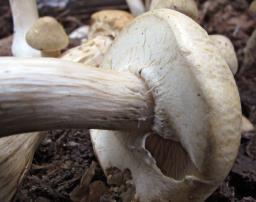 Agrocybe praecox