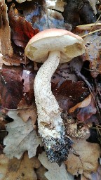 Leccinum quercinum