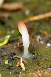 Multiclavula mucida