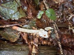 Mutinus caninus