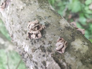 Encoelia furfuracea